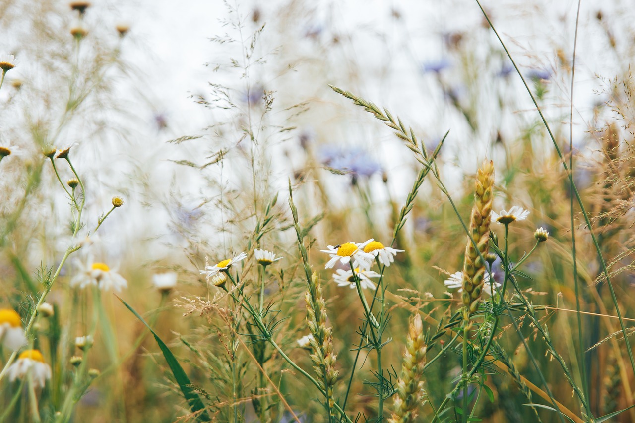 field, nature, flower background, meadow, grass, flower wallpaper, flowers, spring, seasonal, daisy, meadow, spring, daisy, daisy, daisy, daisy, beautiful flowers, daisy